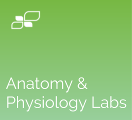 Anatomy and Physiology Labs