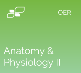 Anatomy & Physiology II