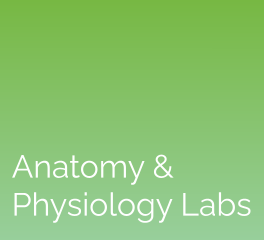 Anatomy & Physiology Labs: eScience Labs