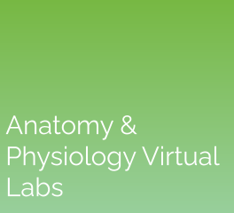 Anatomy & Physiology Virtual Labs: eScience Labs