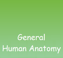 General Human Anatomy